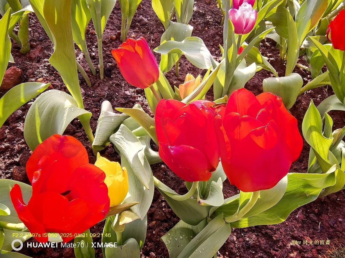 郁金香 （广州文化馆）