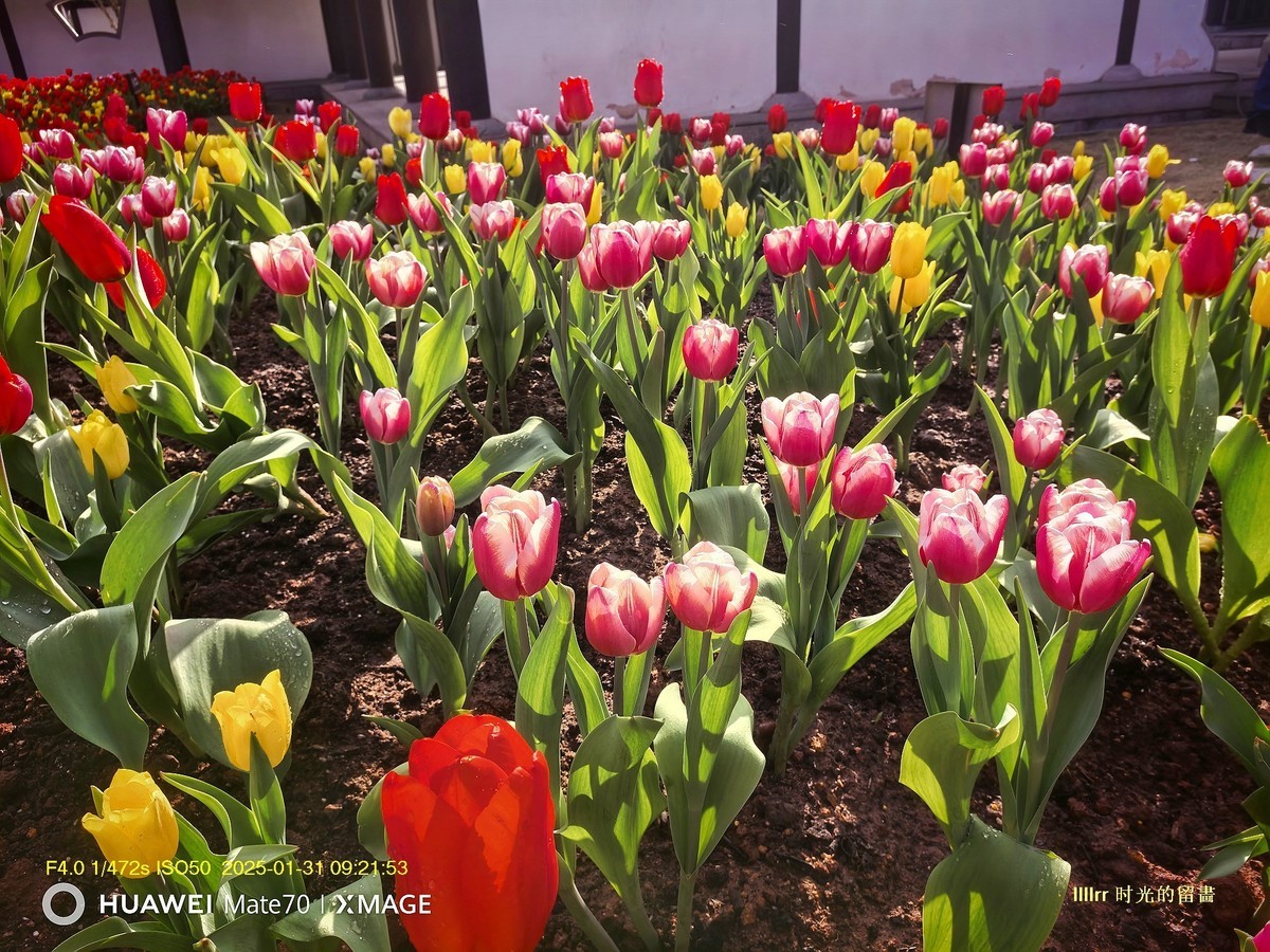 郁金香 （广州文化馆）