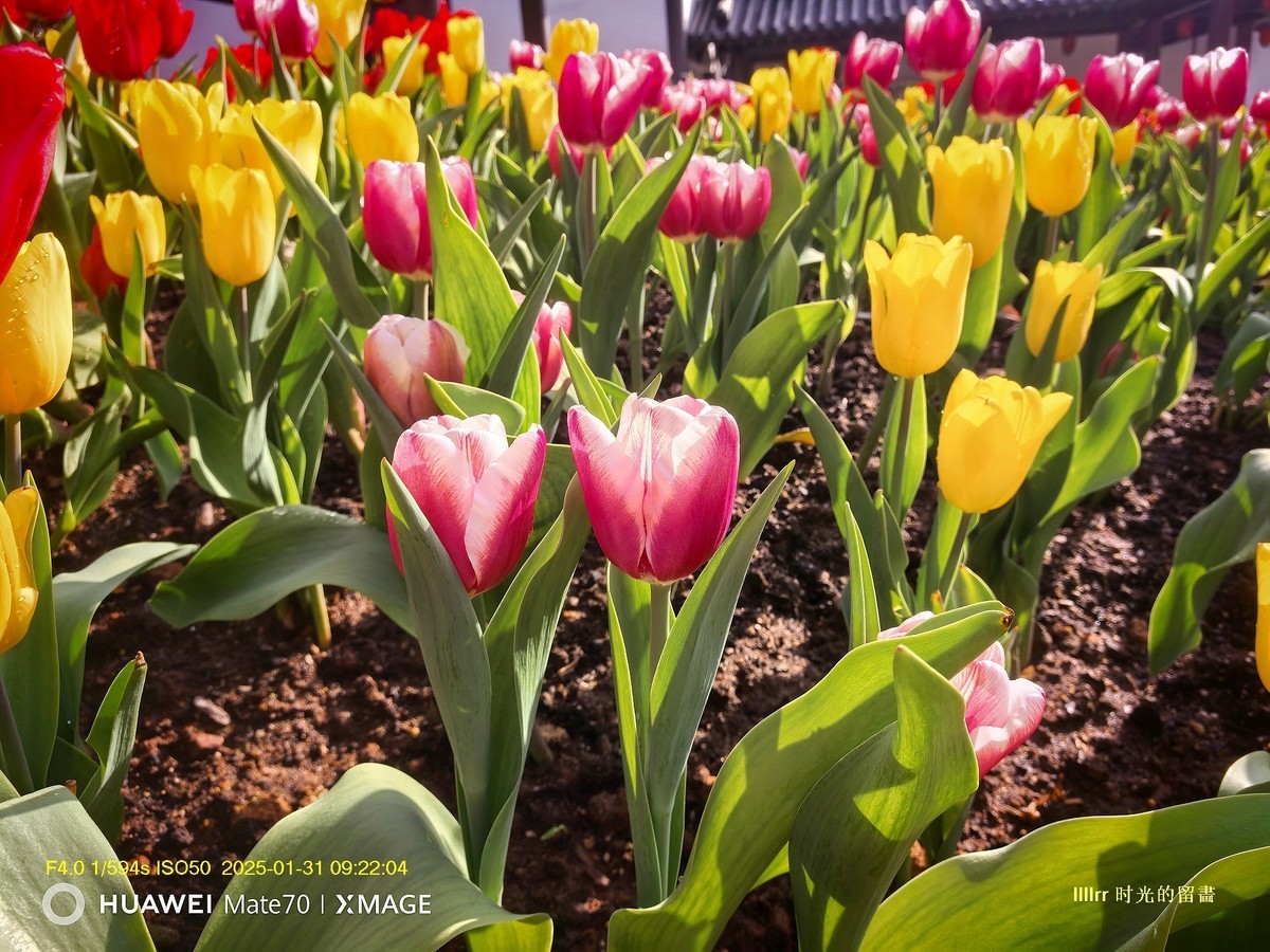 郁金香 （广州文化馆）