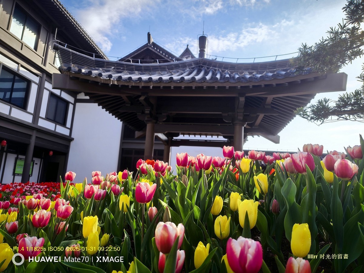 郁金香 （广州文化馆）