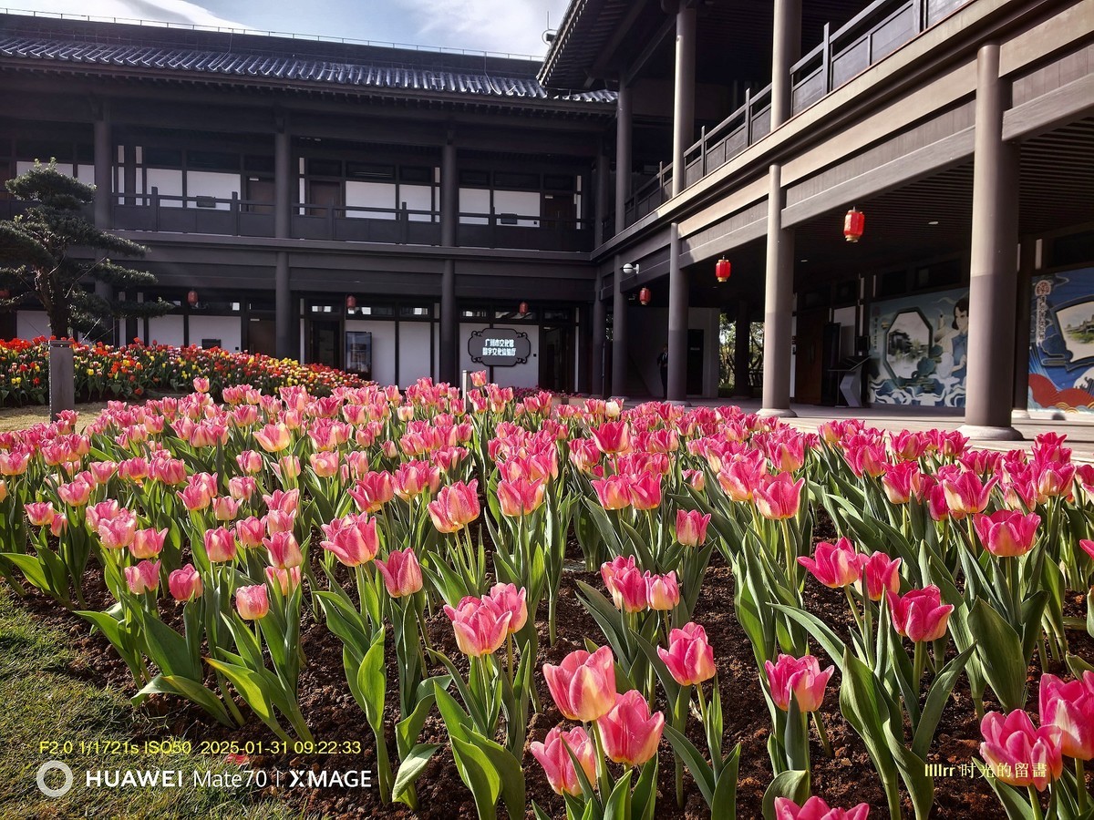 郁金香 （广州文化馆）