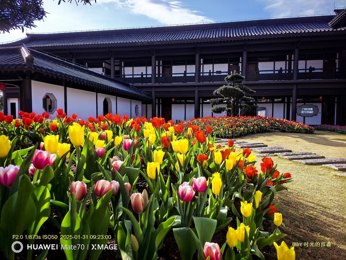 郁金香 （广州文化馆）