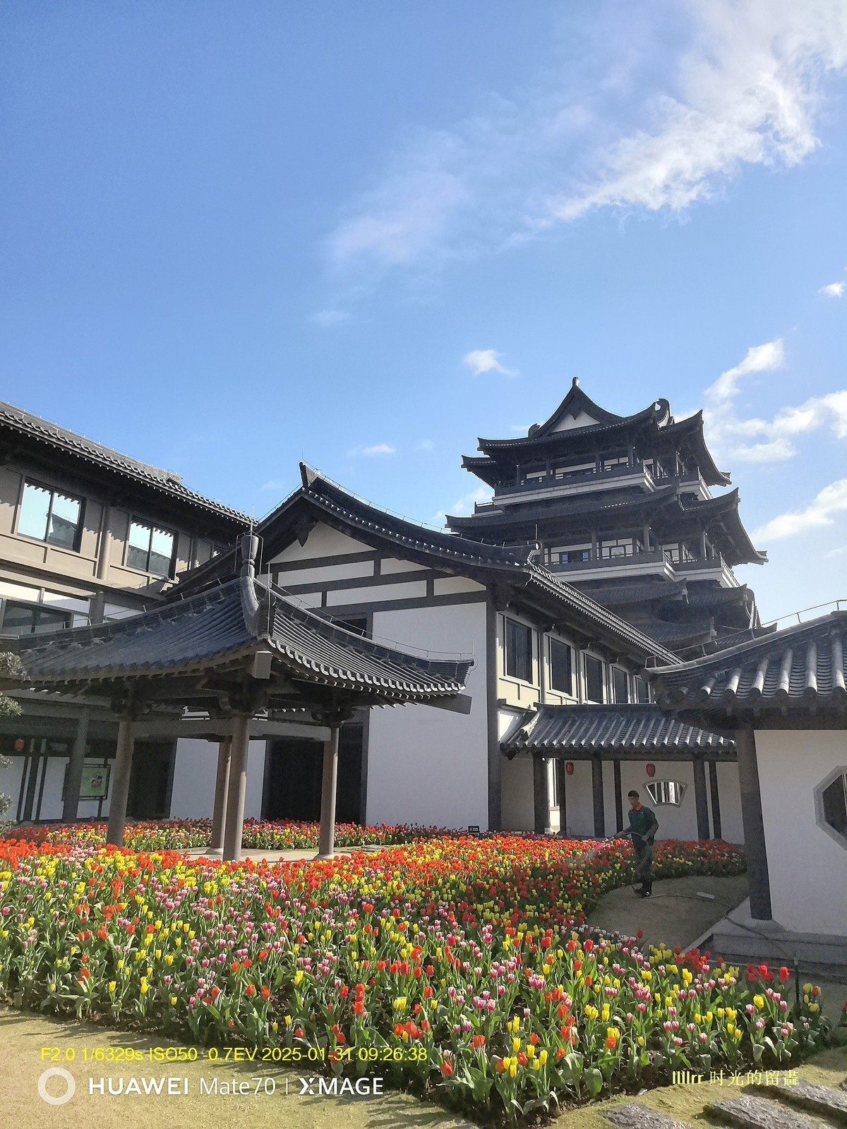 郁金香 （广州文化馆）