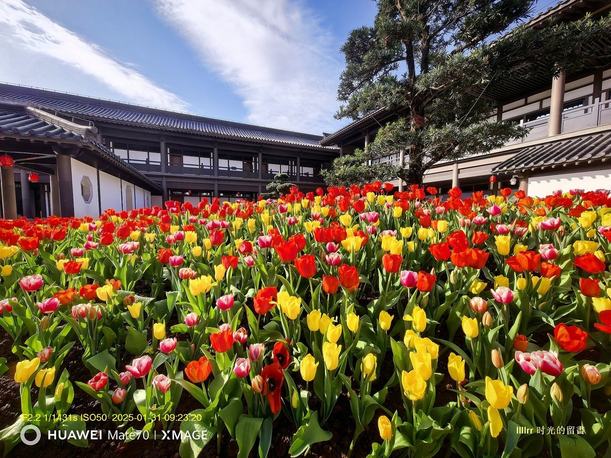 郁金香 （广州文化馆）