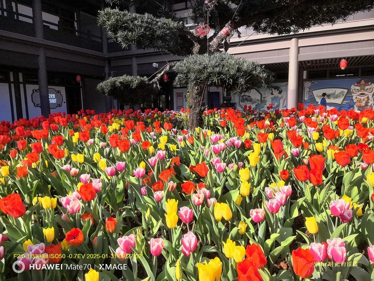 郁金香 （广州文化馆）