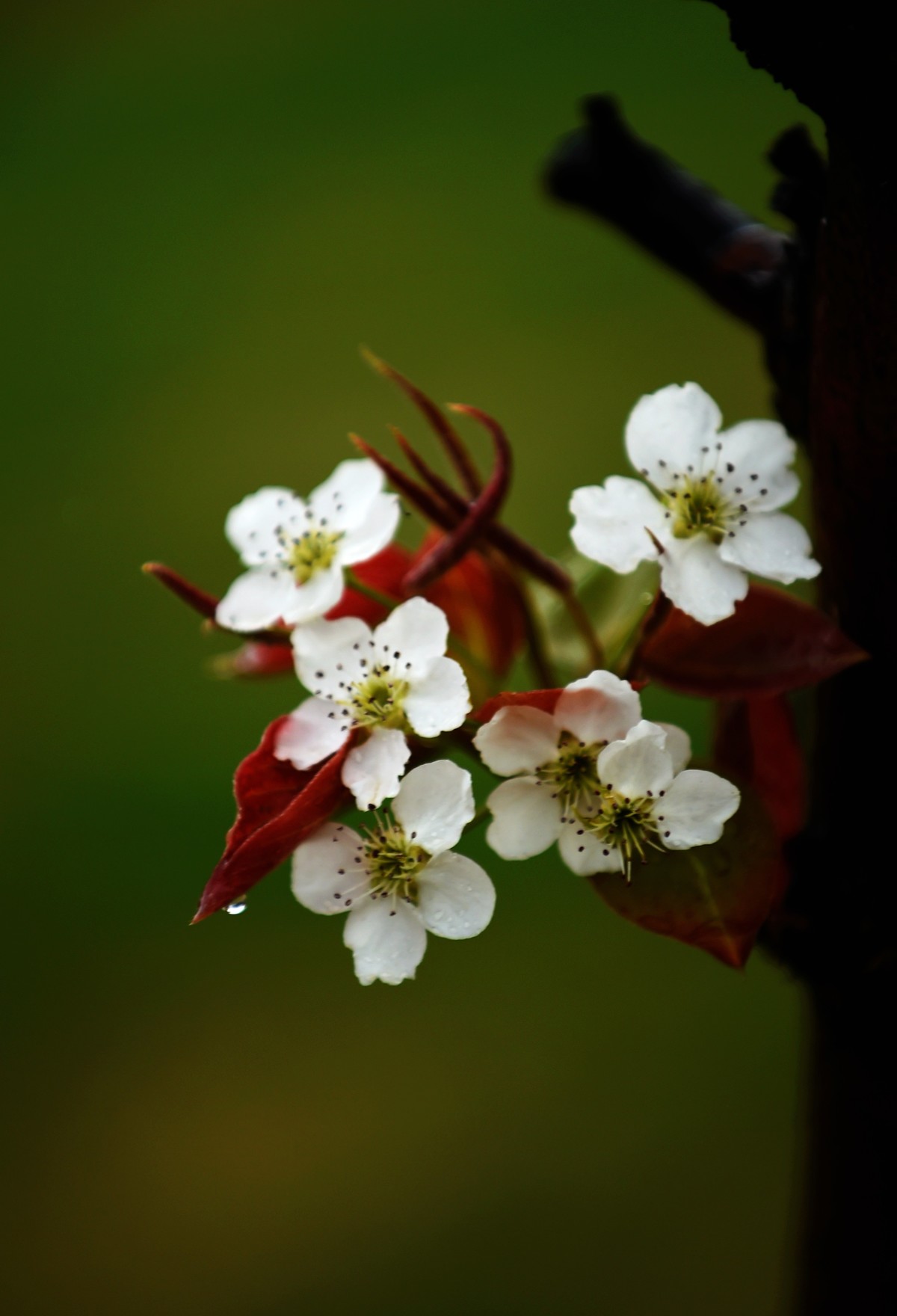 【图集】带雨梨花百媚生??素妆含嫣醉清风