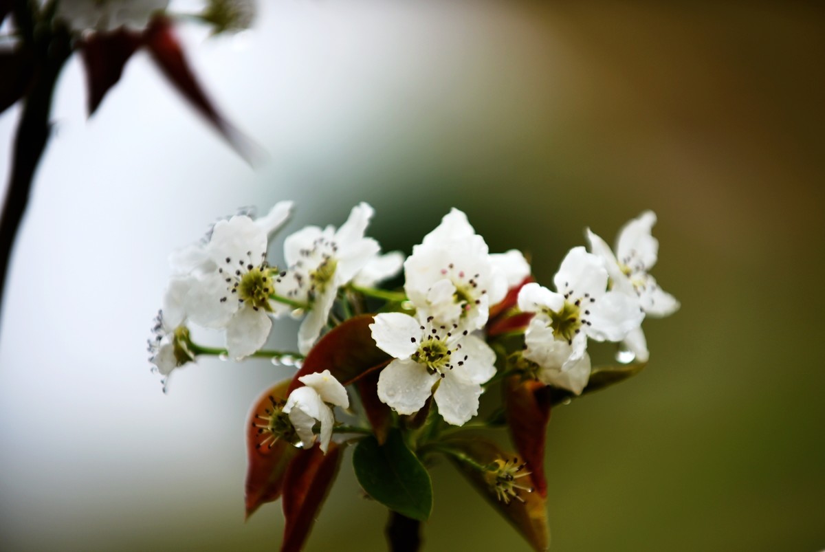 【图集】带雨梨花百媚生??素妆含嫣醉清风