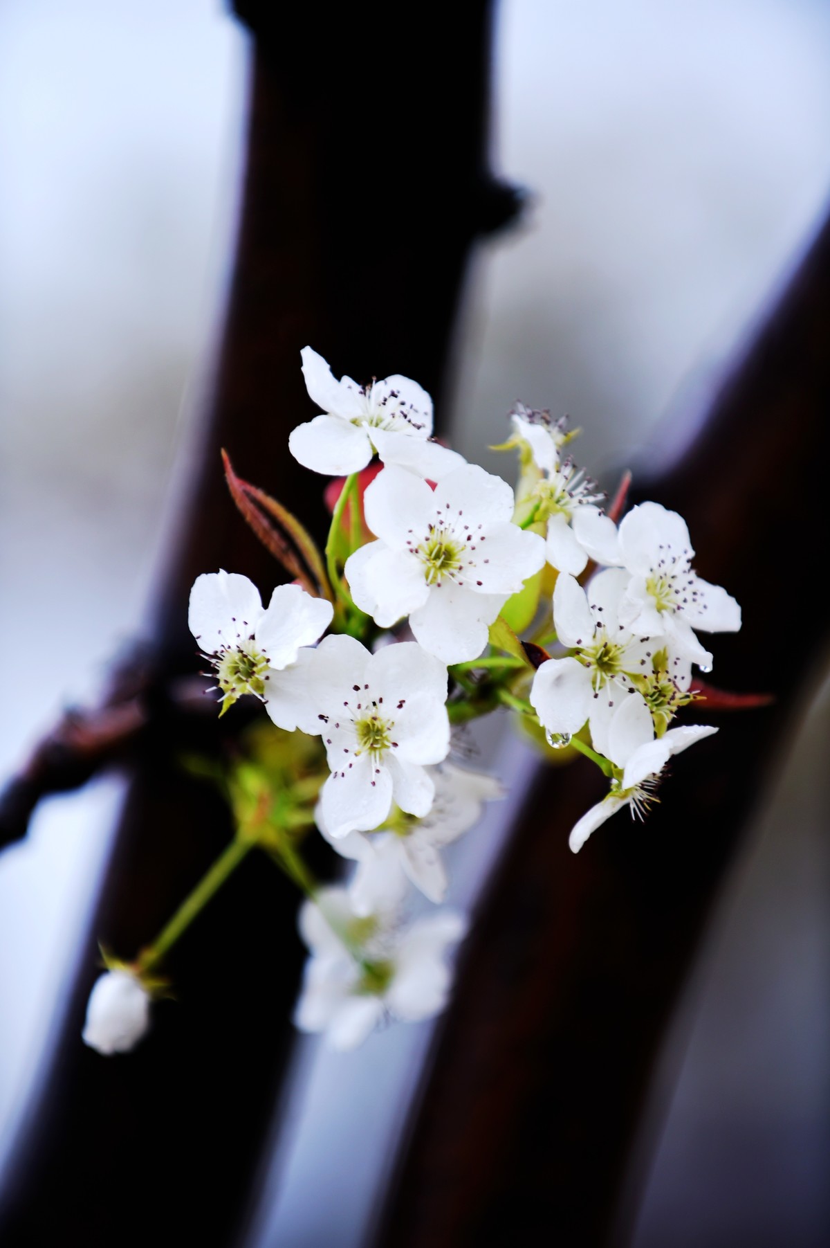 【图集】带雨梨花百媚生??素妆含嫣醉清风