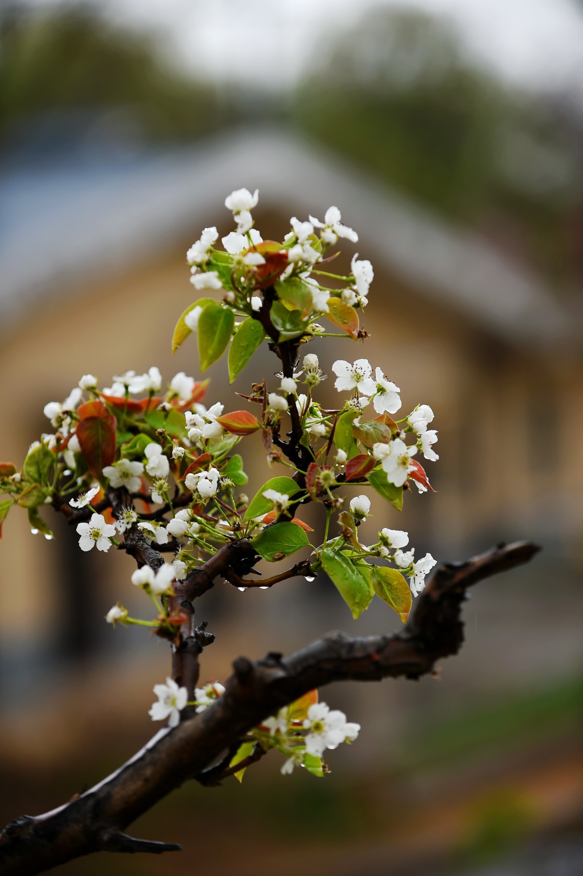 【图集】带雨梨花百媚生??素妆含嫣醉清风