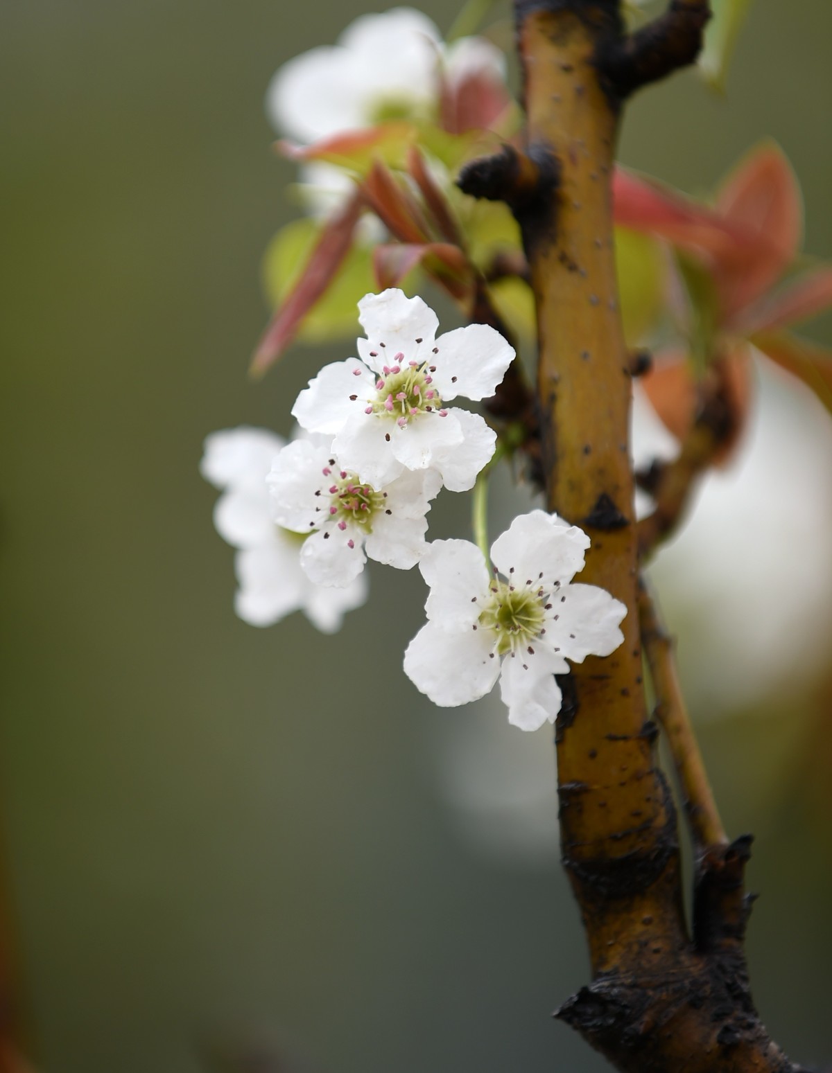 【图集】带雨梨花百媚生??素妆含嫣醉清风