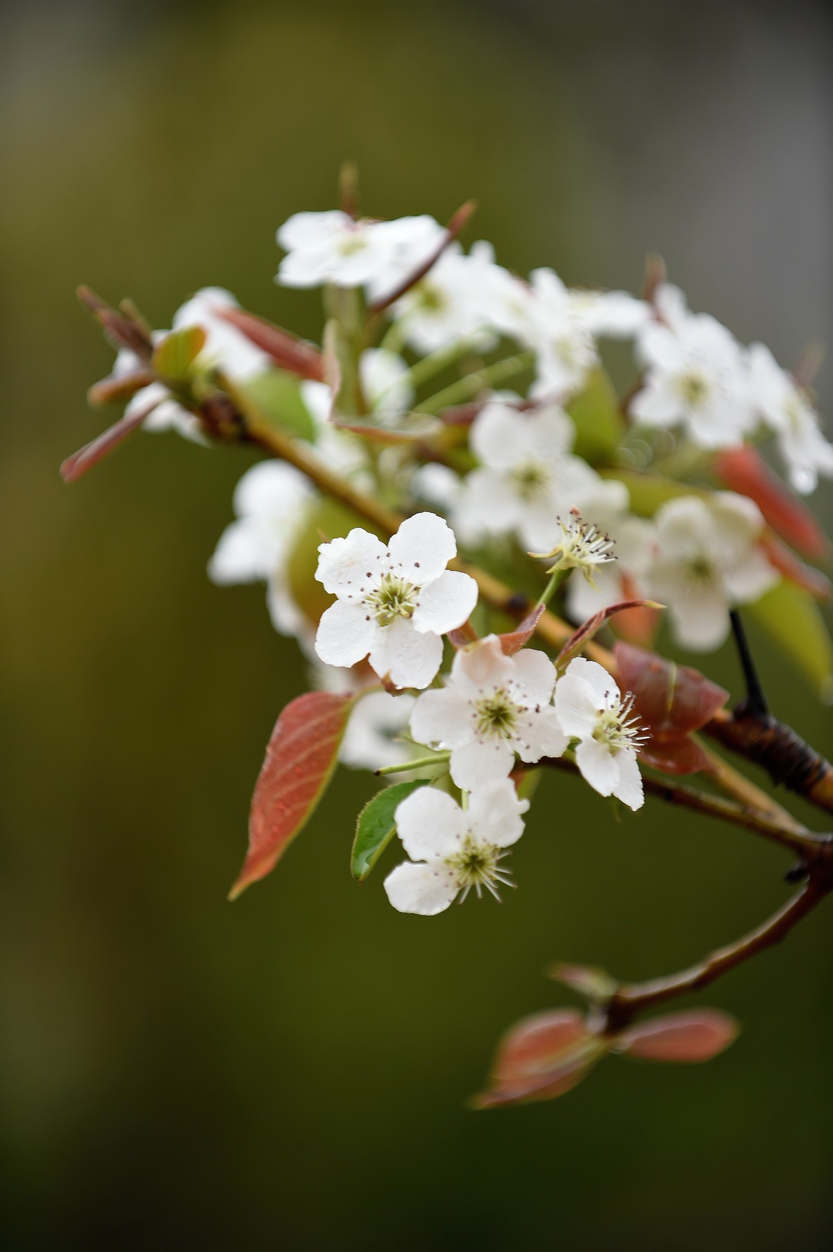 【图集】带雨梨花百媚生??素妆含嫣醉清风