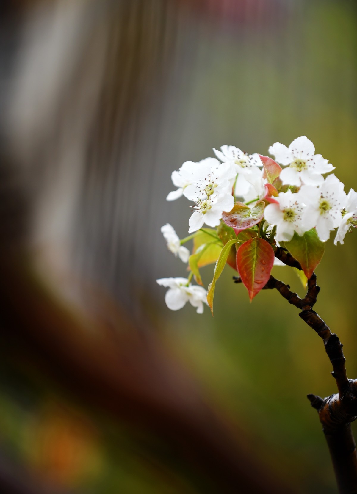 【图集】带雨梨花百媚生??素妆含嫣醉清风