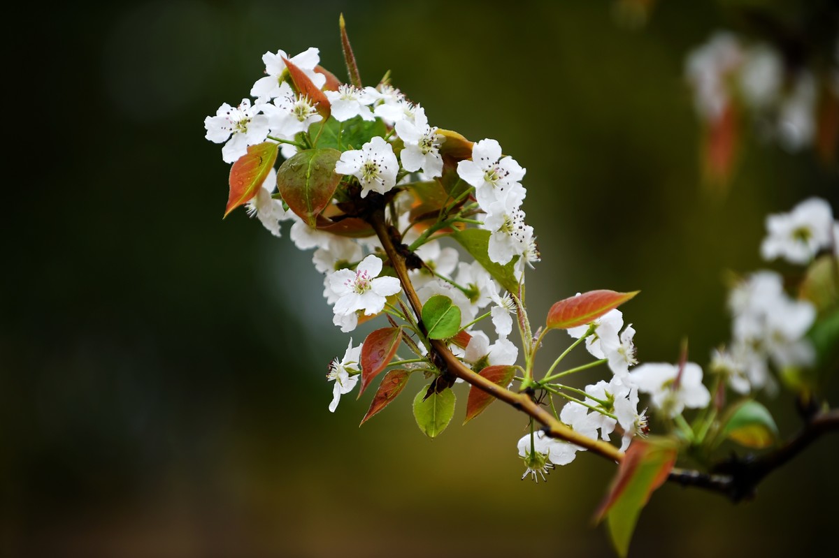 【图集】带雨梨花百媚生??素妆含嫣醉清风