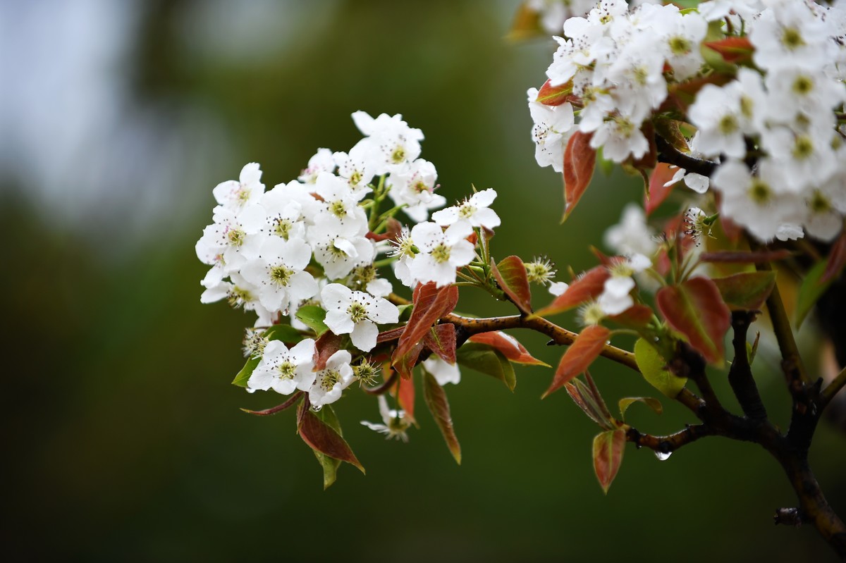 【图集】带雨梨花百媚生??素妆含嫣醉清风