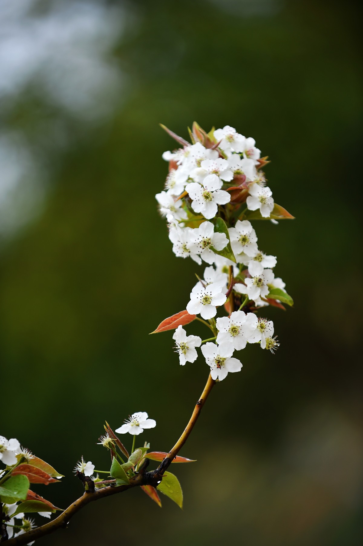 【图集】带雨梨花百媚生??素妆含嫣醉清风