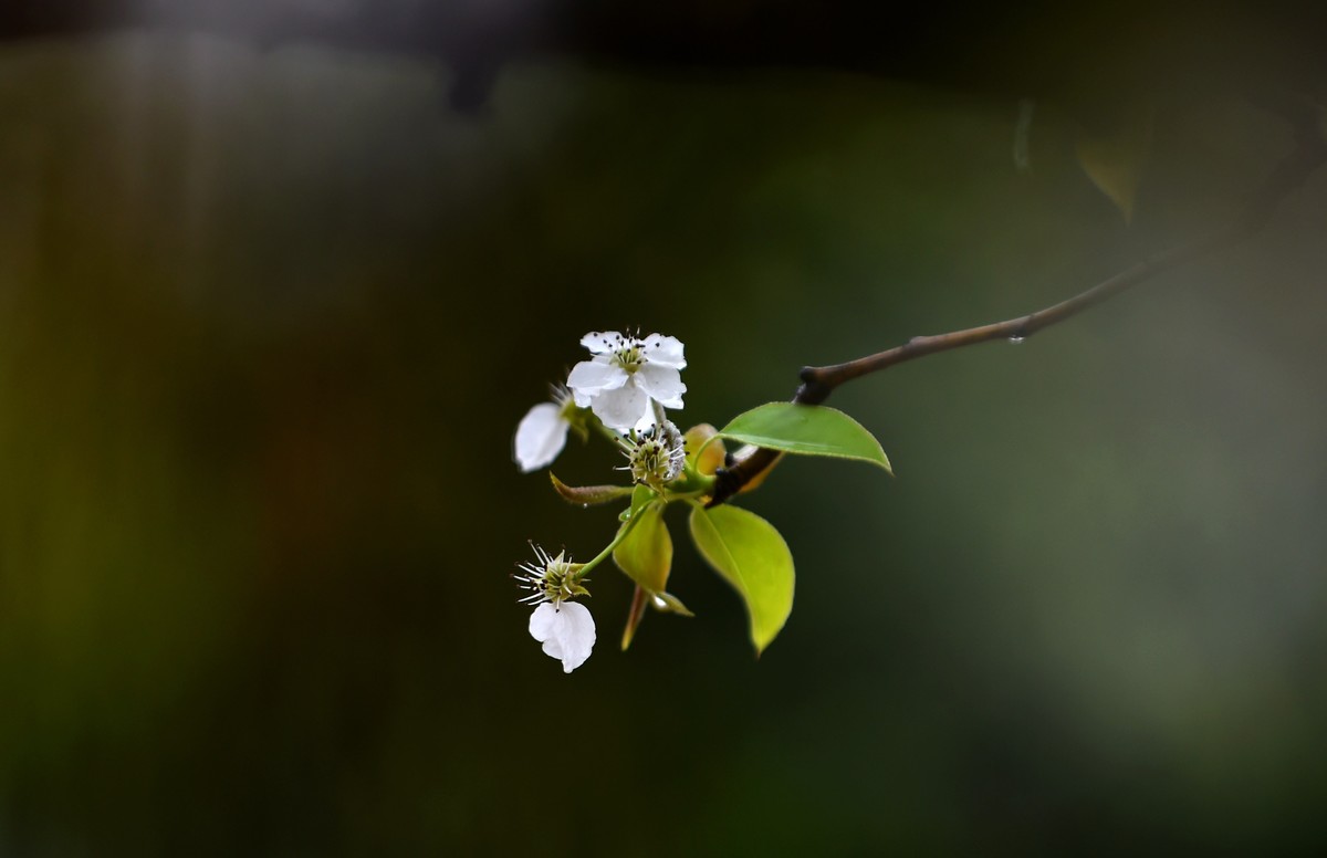 【图集】带雨梨花百媚生??素妆含嫣醉清风