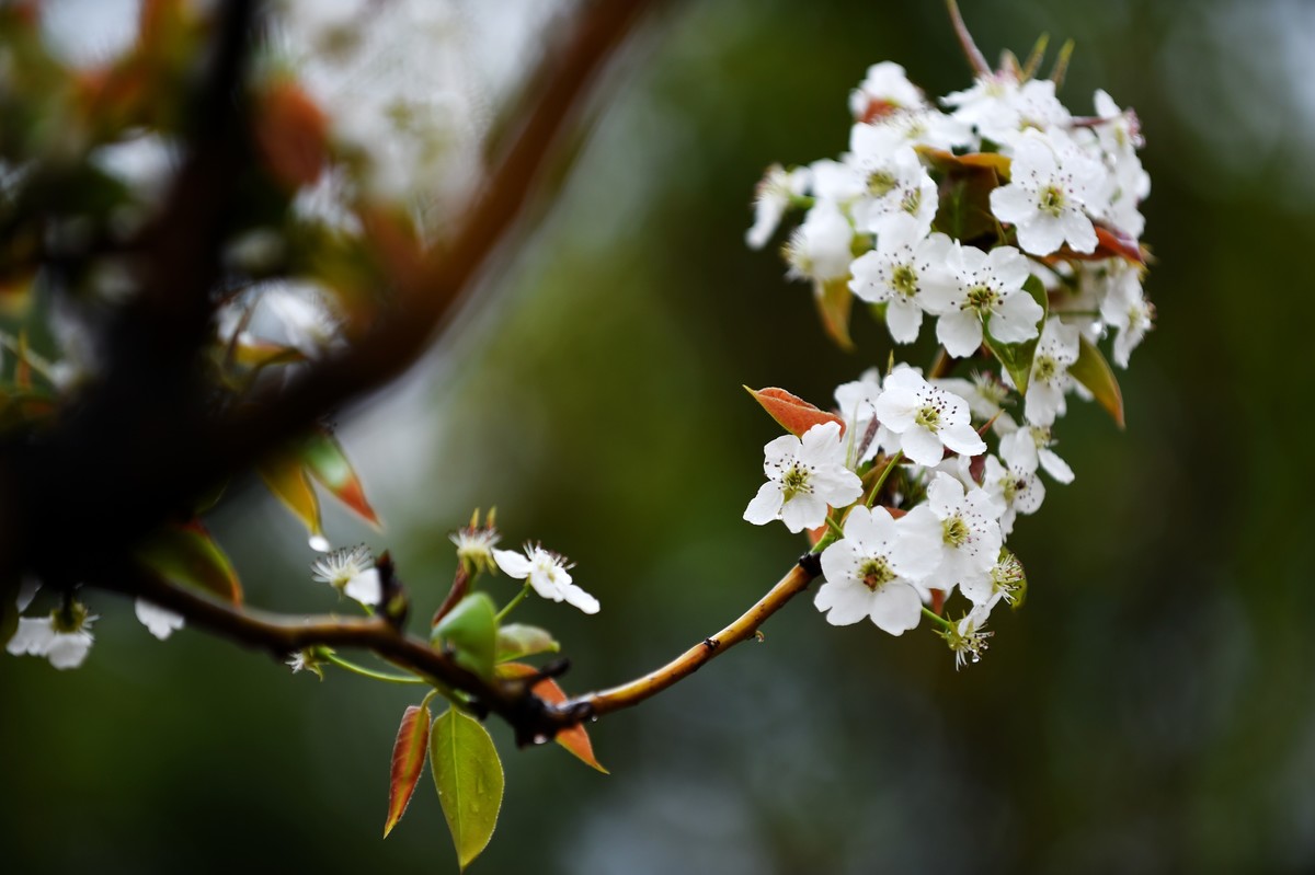【图集】带雨梨花百媚生??素妆含嫣醉清风