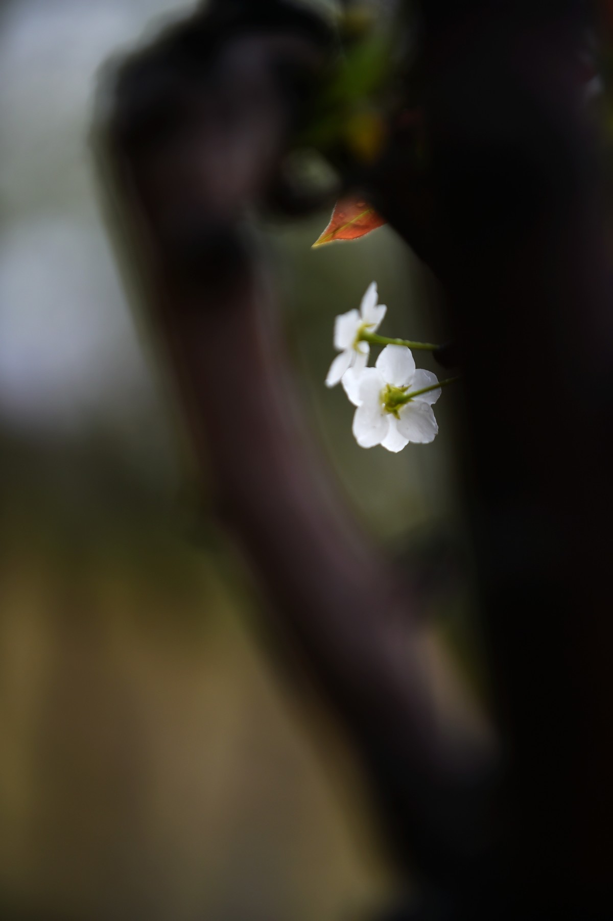 【图集】带雨梨花百媚生??素妆含嫣醉清风