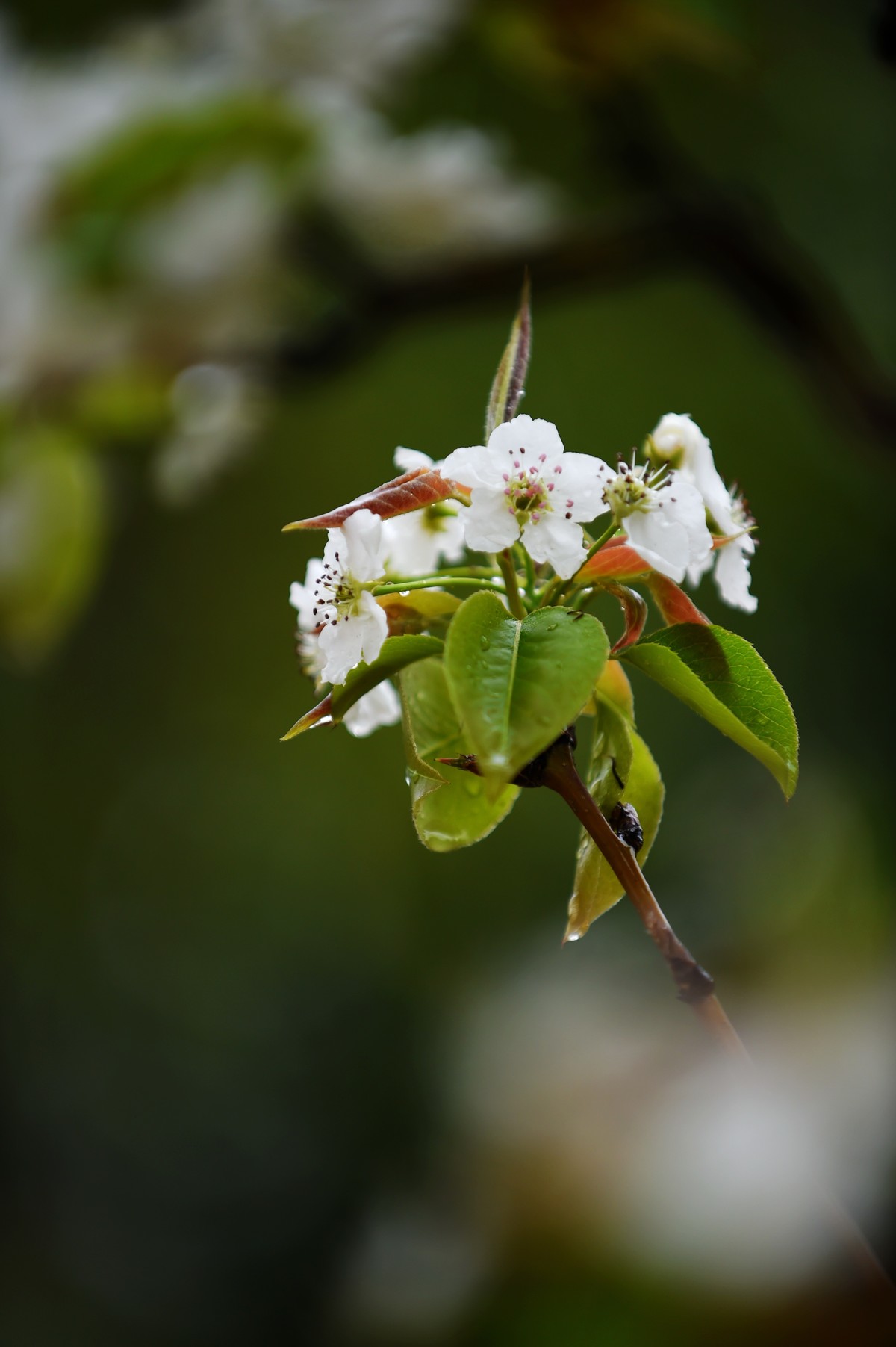 【图集】带雨梨花百媚生??素妆含嫣醉清风