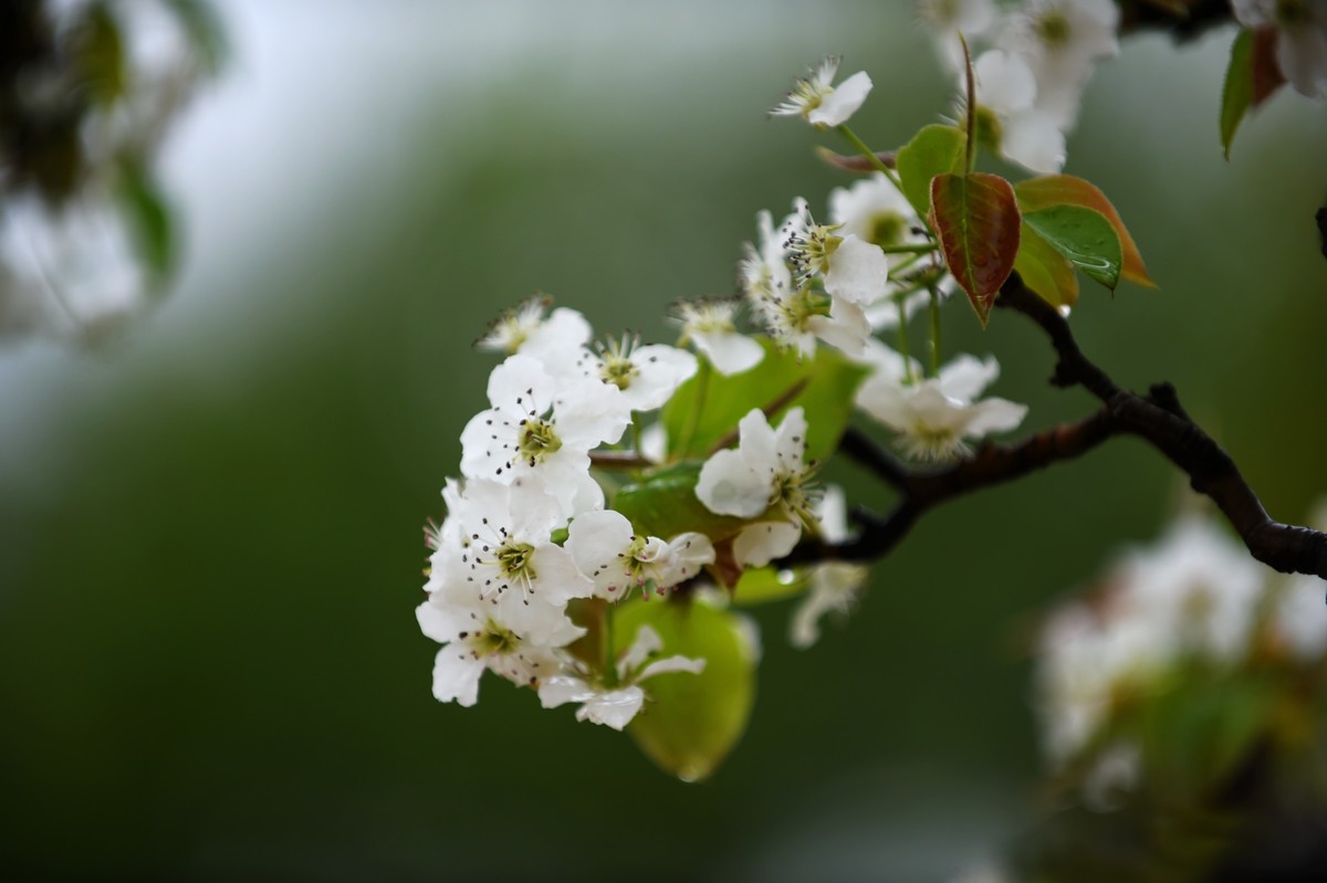 【图集】带雨梨花百媚生??素妆含嫣醉清风