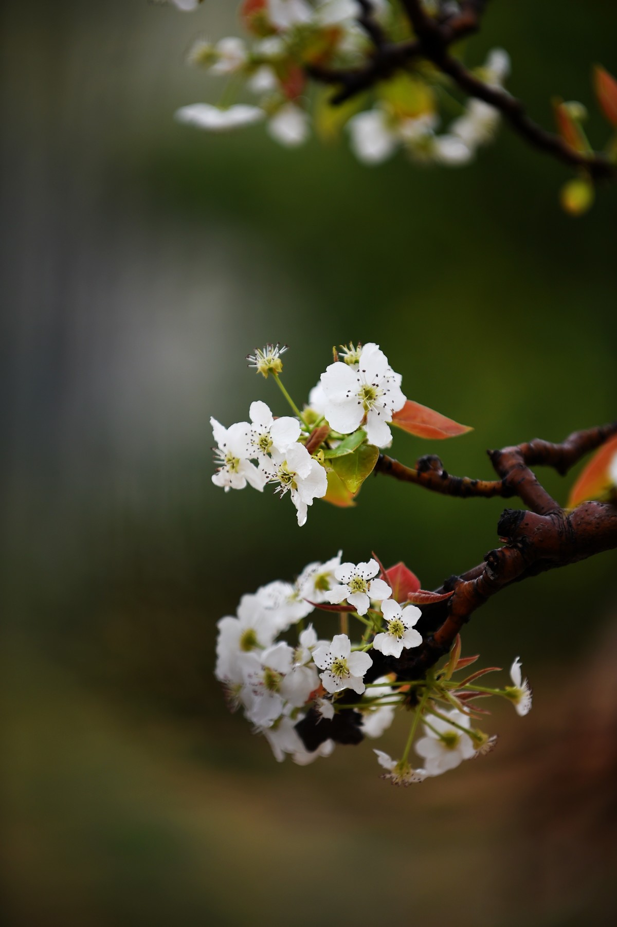 【图集】带雨梨花百媚生??素妆含嫣醉清风