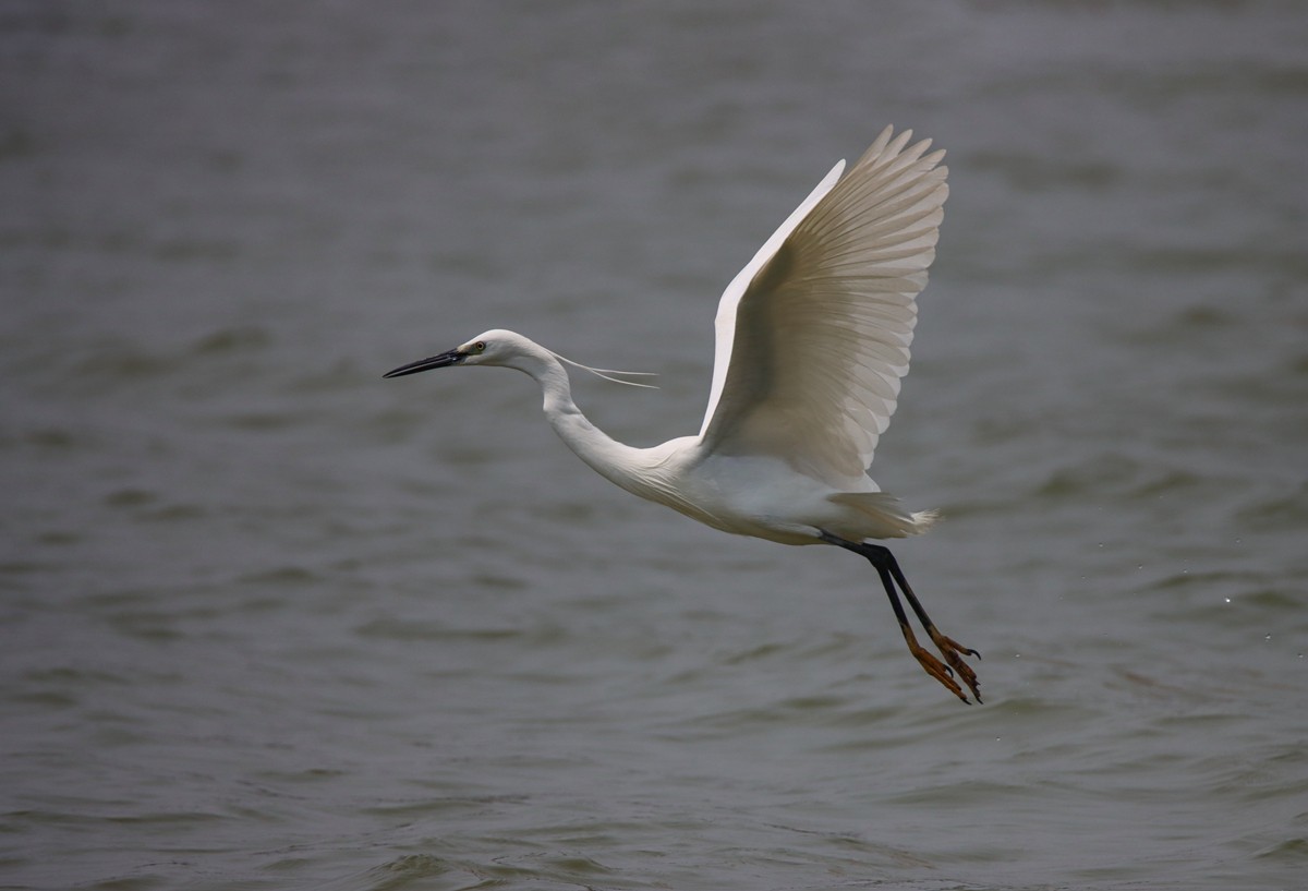 白鹭水面飞行抓拍
