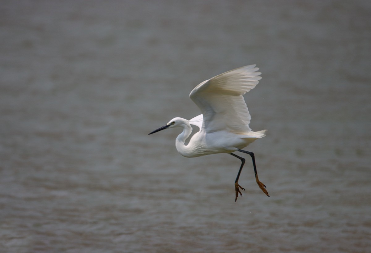 白鹭水面飞行抓拍