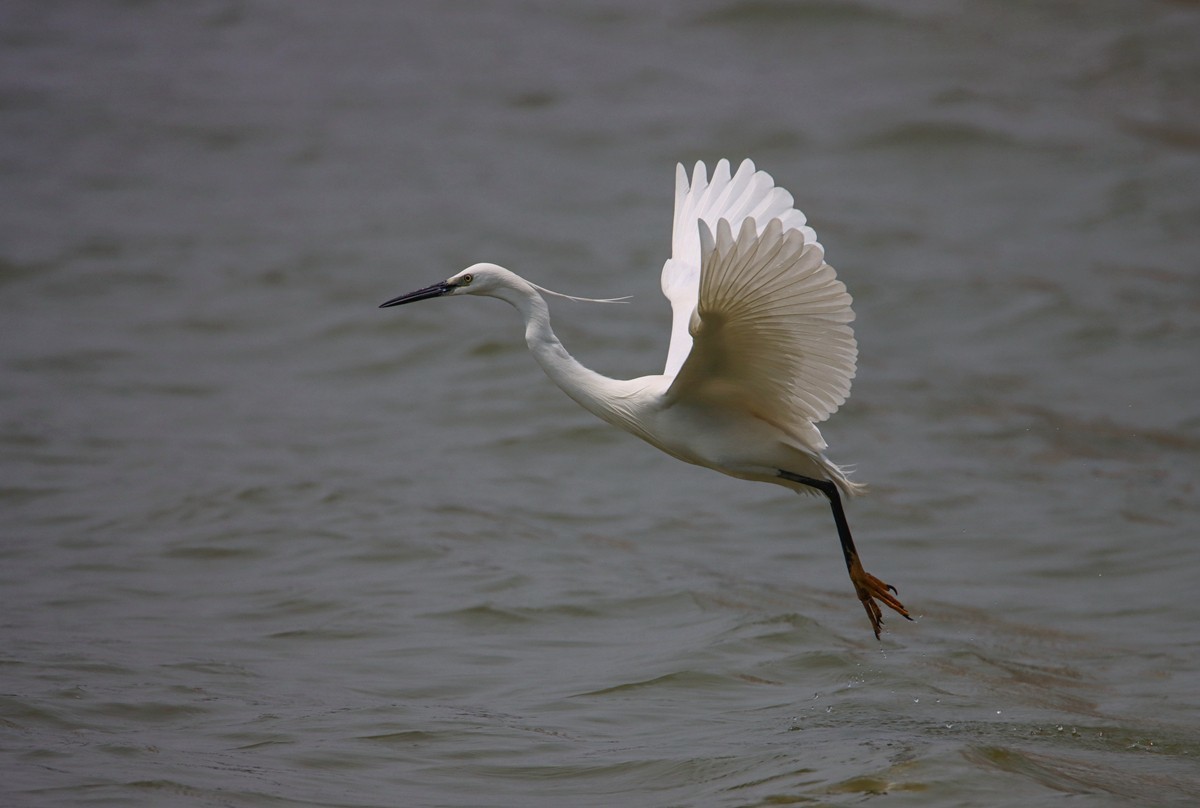 白鹭水面飞行抓拍
