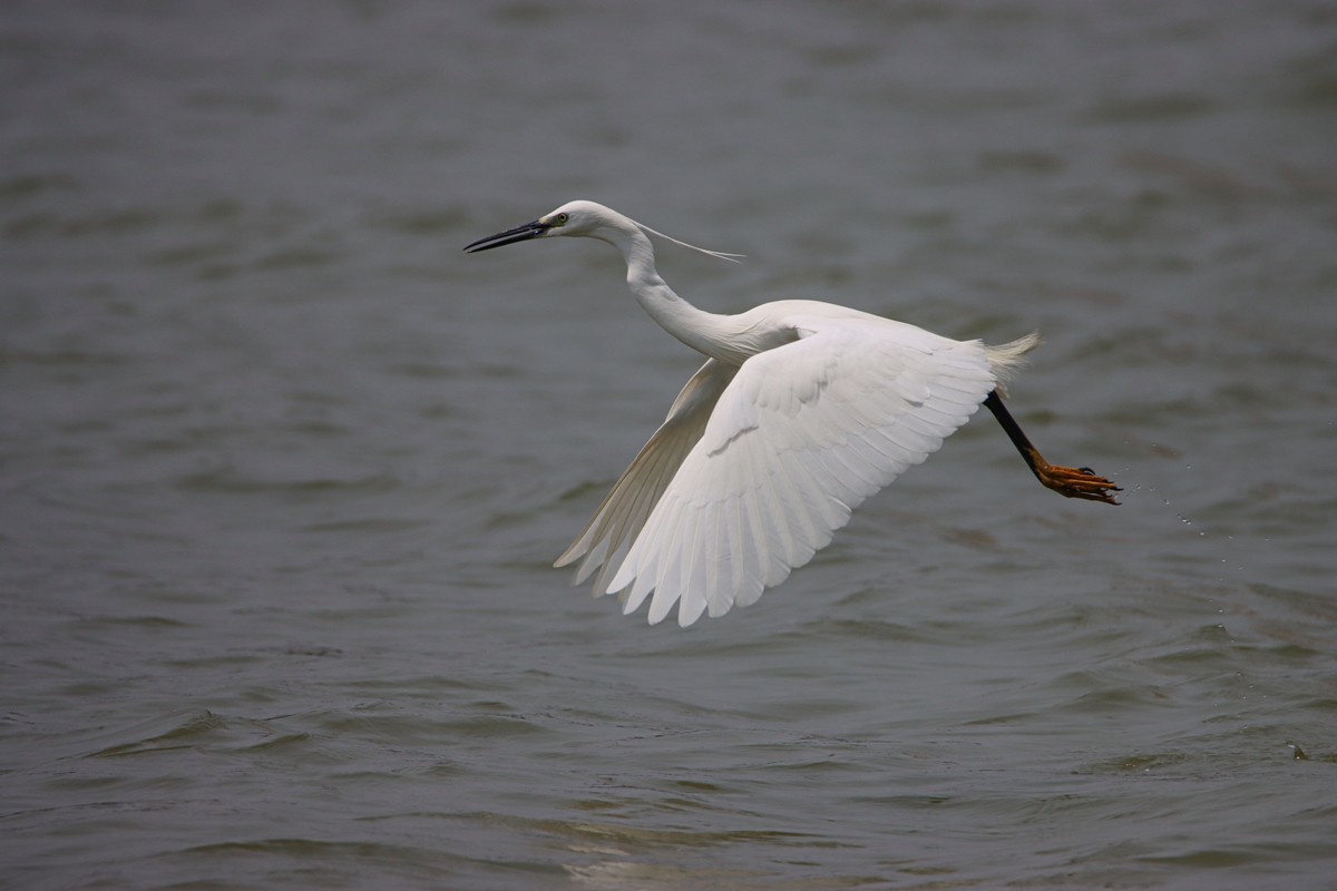 白鹭水面飞行抓拍