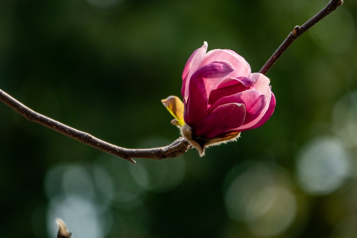 花枝招展（392）