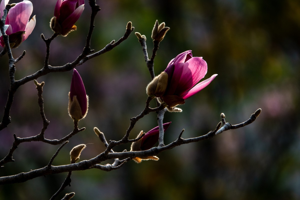 花枝招展（392）