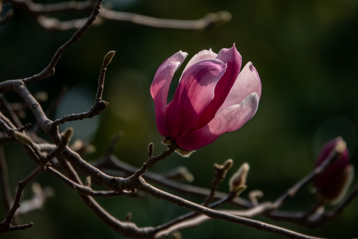 花枝招展（392）