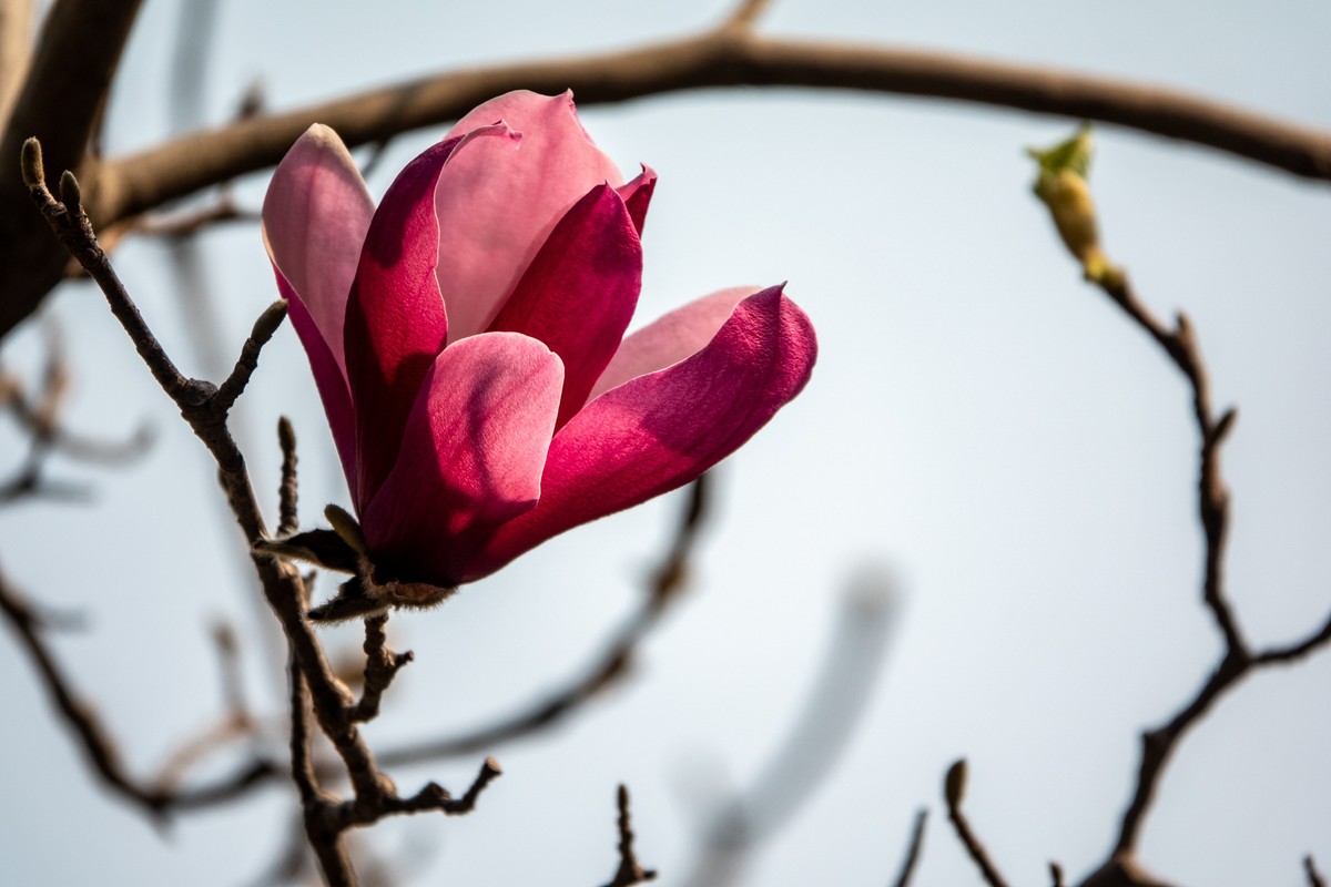 花枝招展（392）