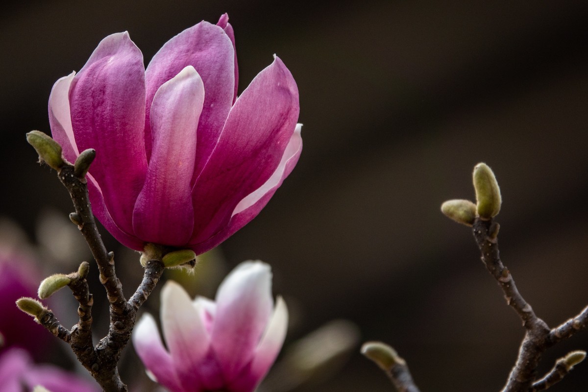 花枝招展（392）