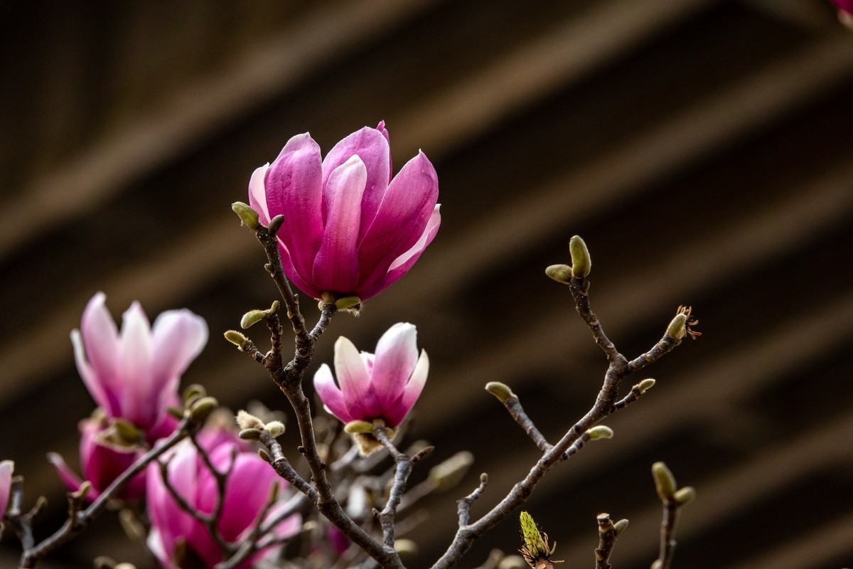 花枝招展（392）