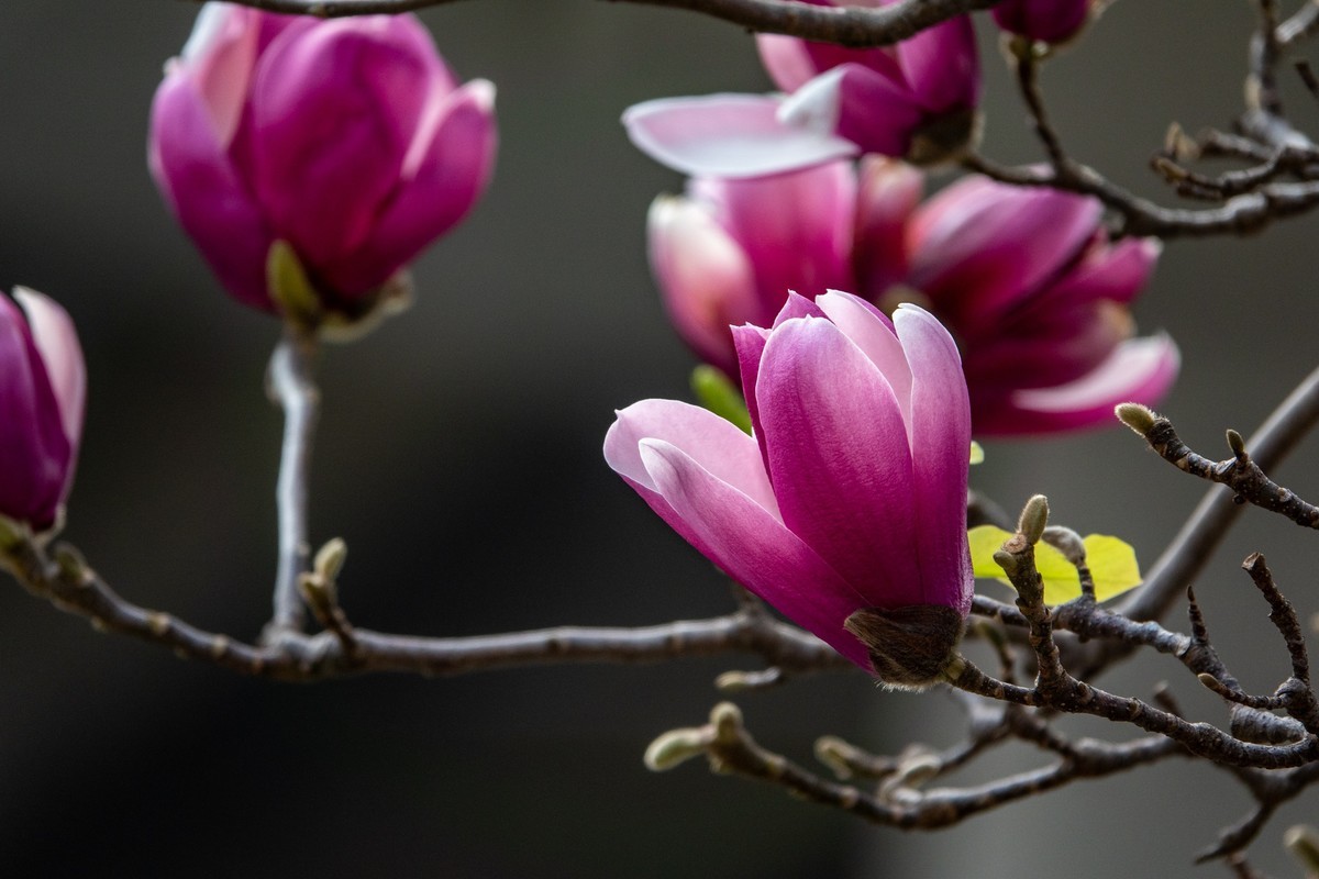 花枝招展（392）