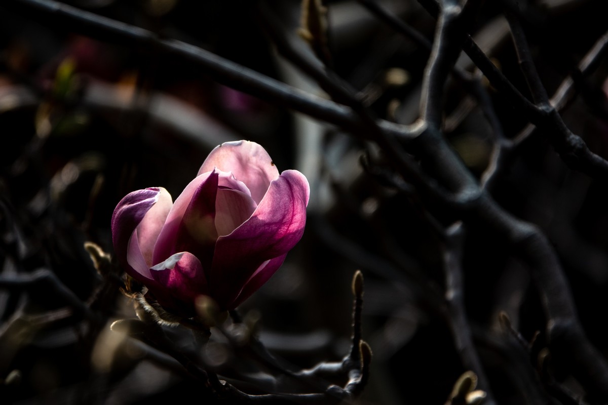 花枝招展（392）