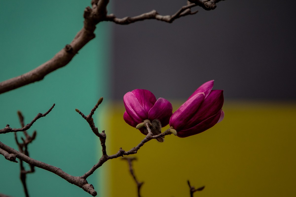 花枝招展（392）