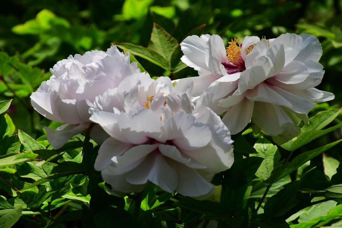 洛阳牡丹果然甲天下（二）