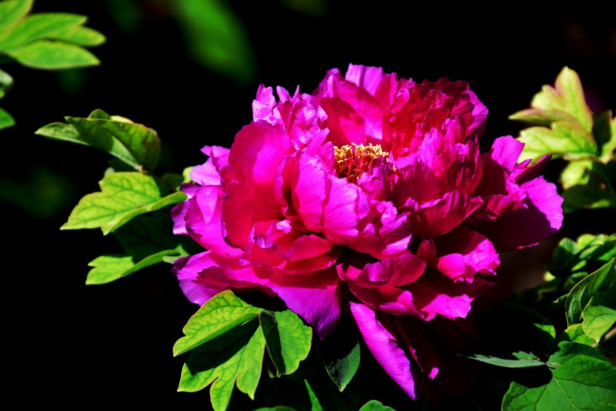 洛阳牡丹果然甲天下（二）