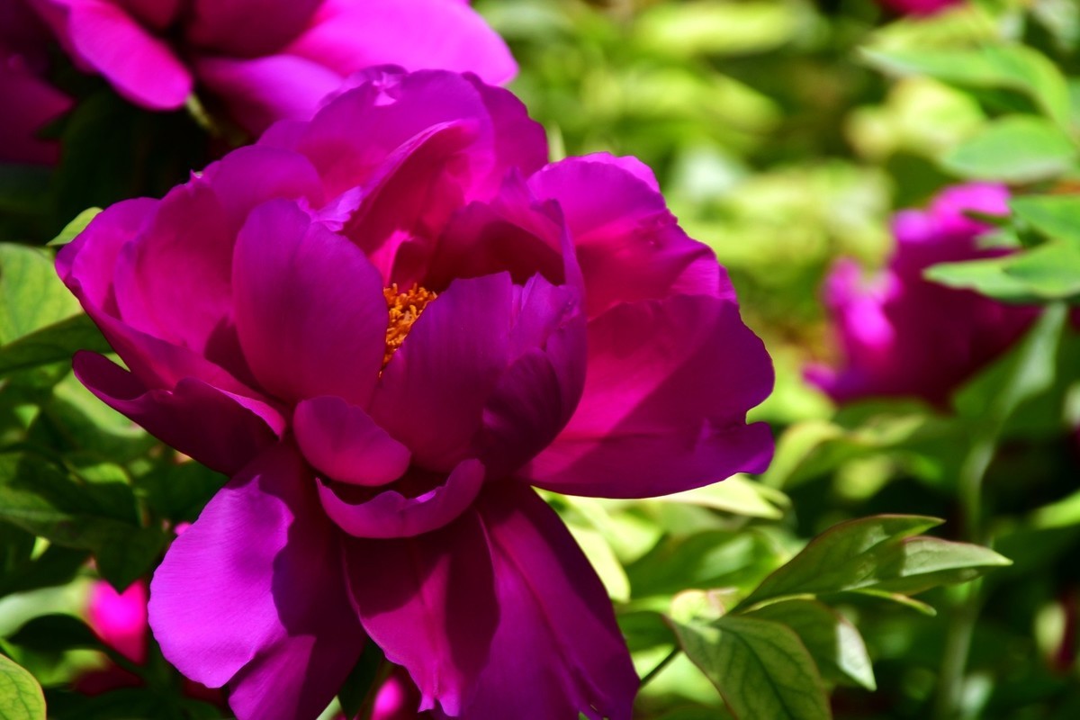 洛阳牡丹果然甲天下（二）