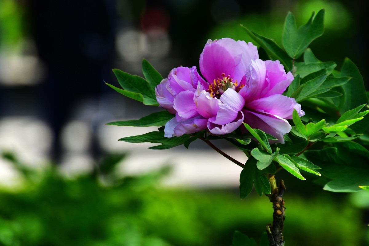 洛阳牡丹果然甲天下（二）