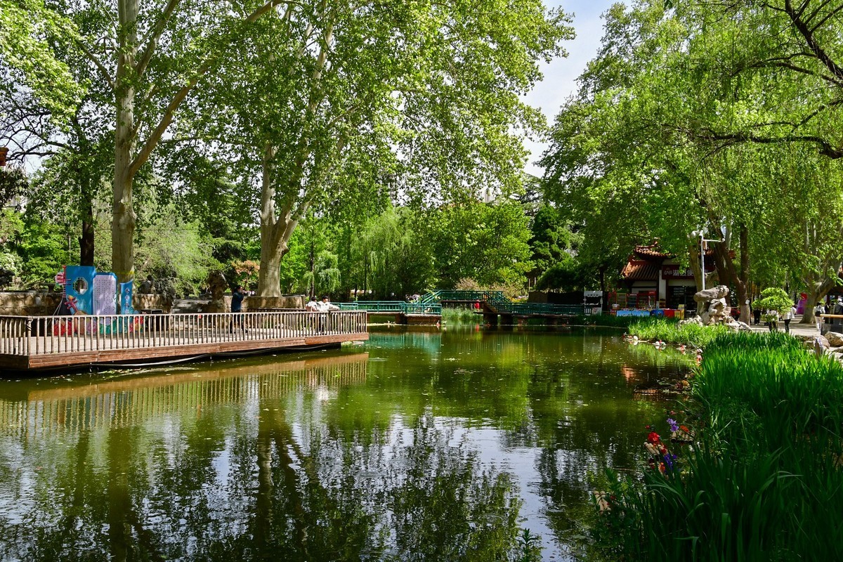 洛阳牡丹果然甲天下（二）