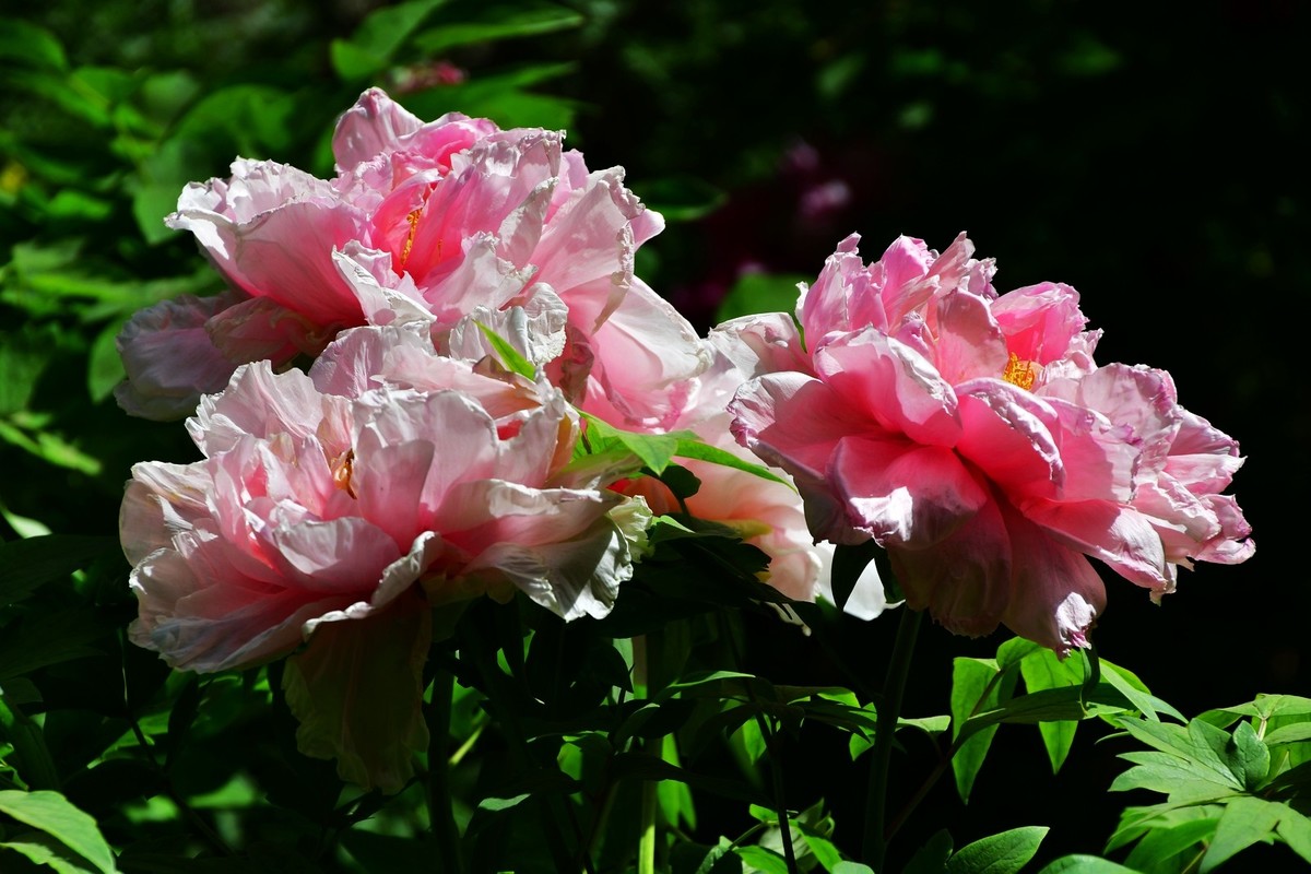 洛阳牡丹果然甲天下（二）