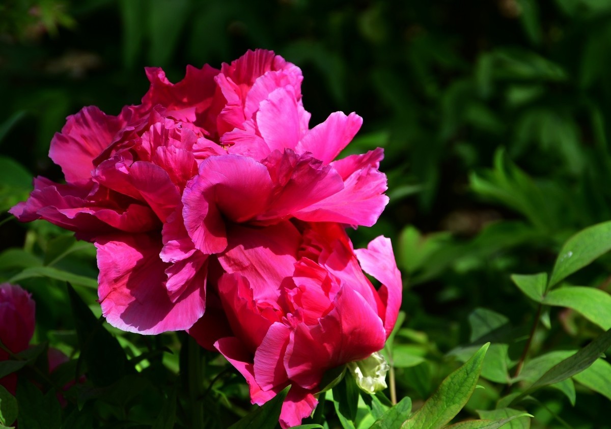 洛阳牡丹果然甲天下（二）