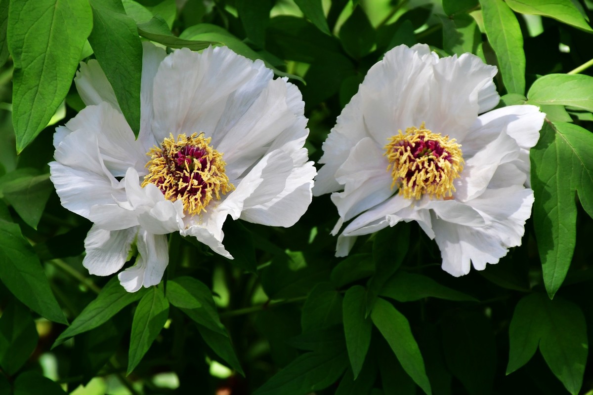 洛阳牡丹果然甲天下（二）