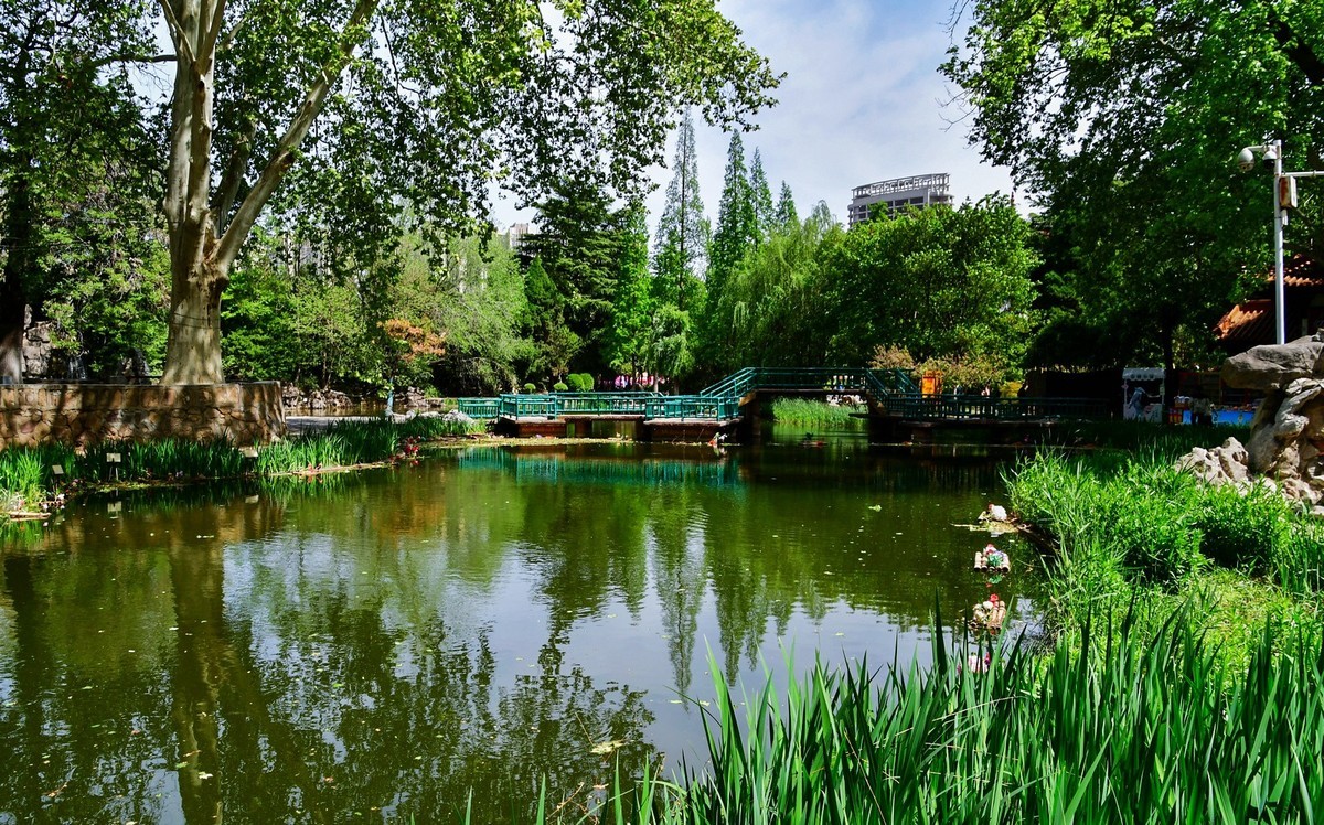 洛阳牡丹果然甲天下（二）