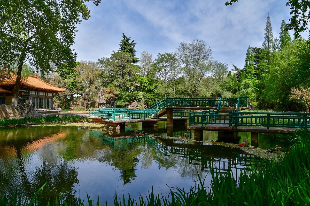 洛阳牡丹果然甲天下（二）