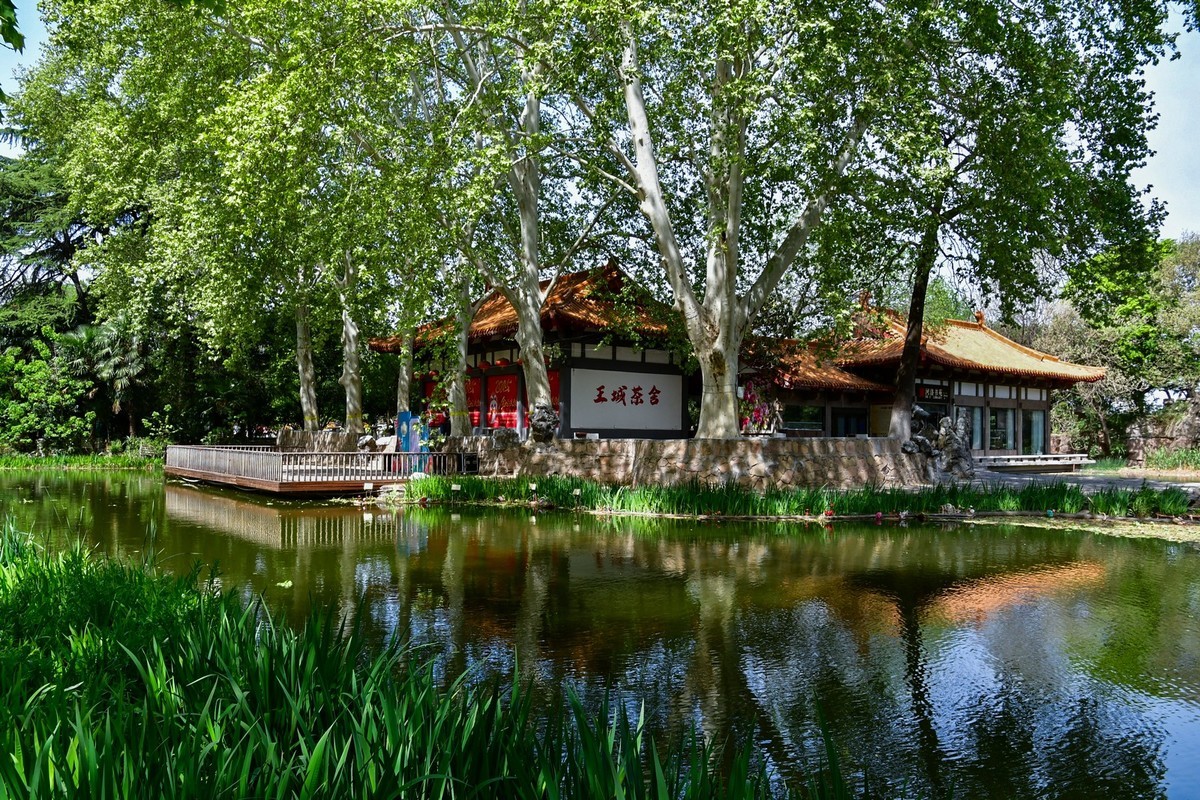 洛阳牡丹果然甲天下（二）