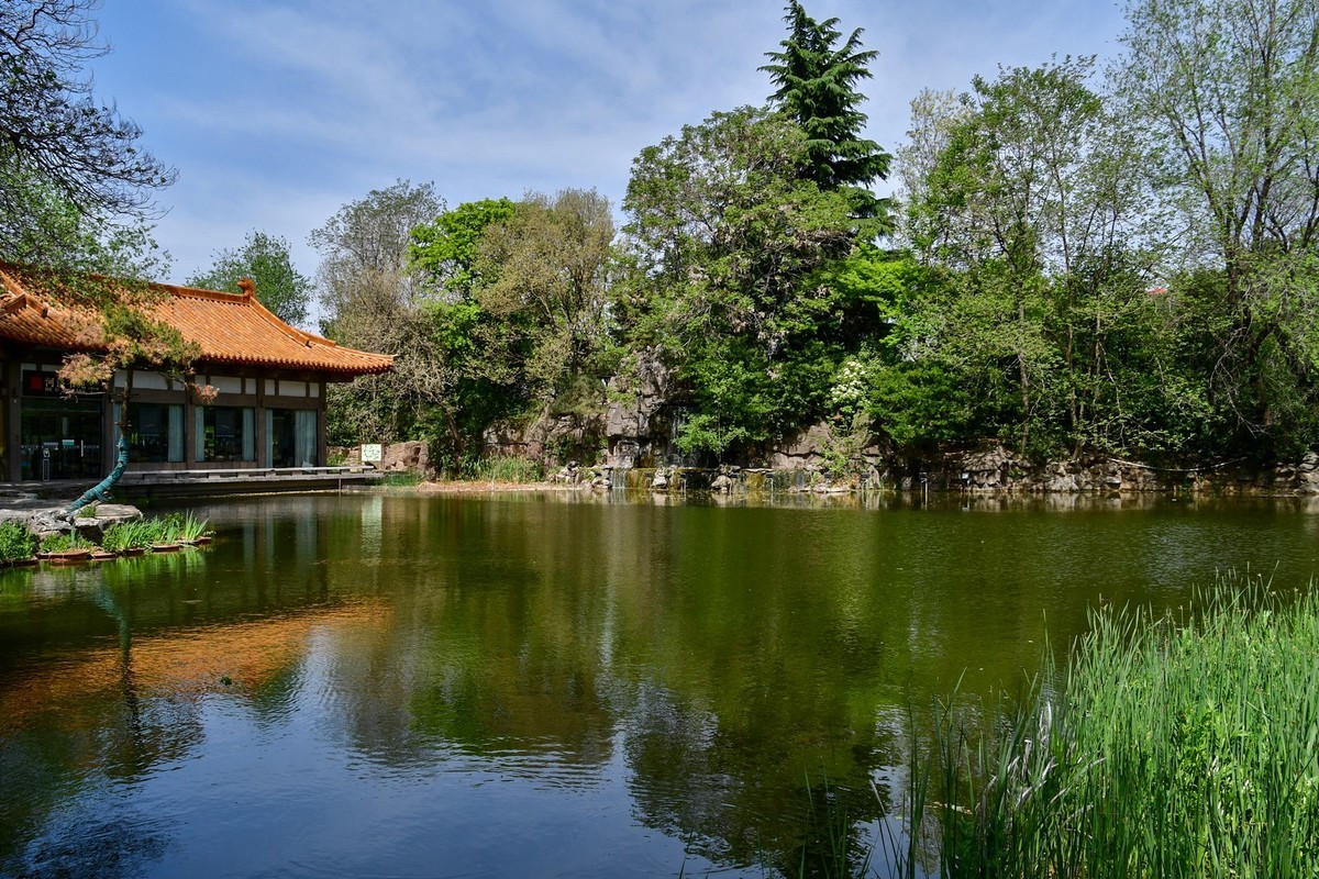 洛阳牡丹果然甲天下（二）